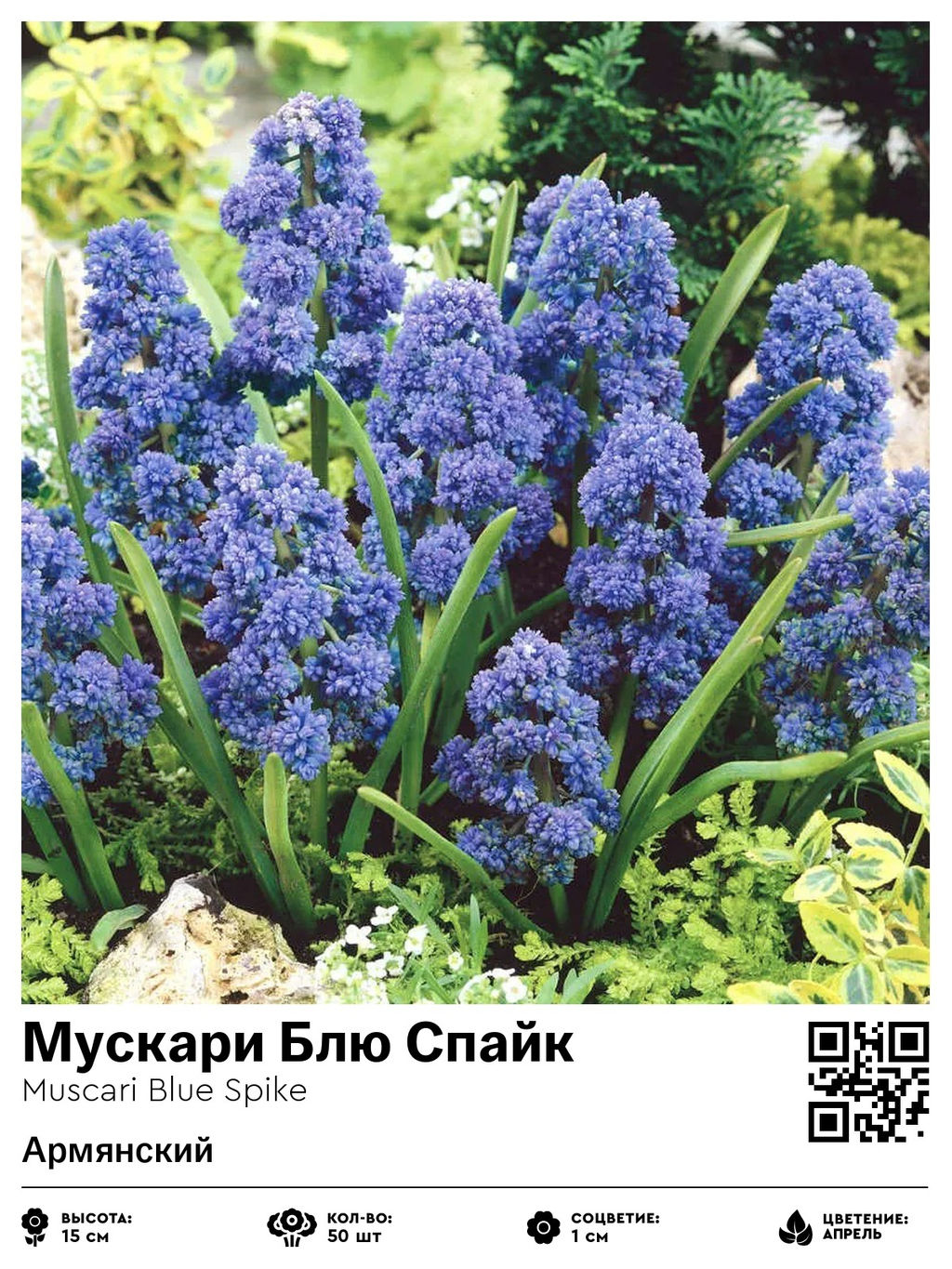 Мускари Blue Spike - Голландские луковицы фото 2