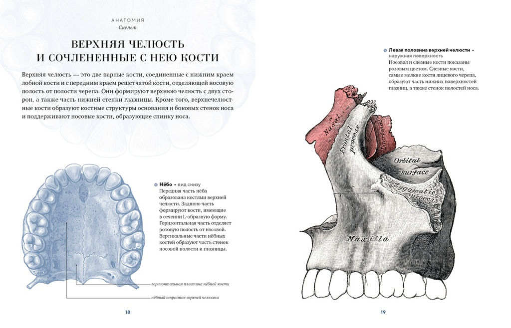 Анатомия (с иллюстрациями из классической Анатомии Грея). Джозеф К. - Колибри фото 5