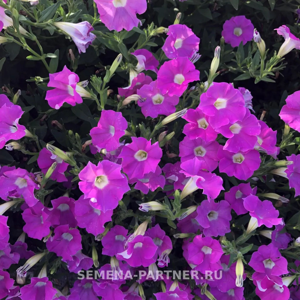 Петуния Лагуна Альбертина каскадная нежно-розовая - Партнер фото 4