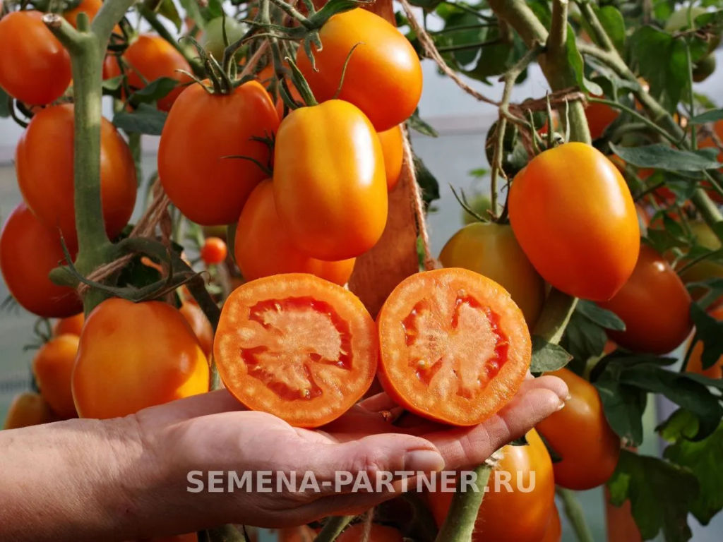 Томат Фараденза - Партнер фото 5