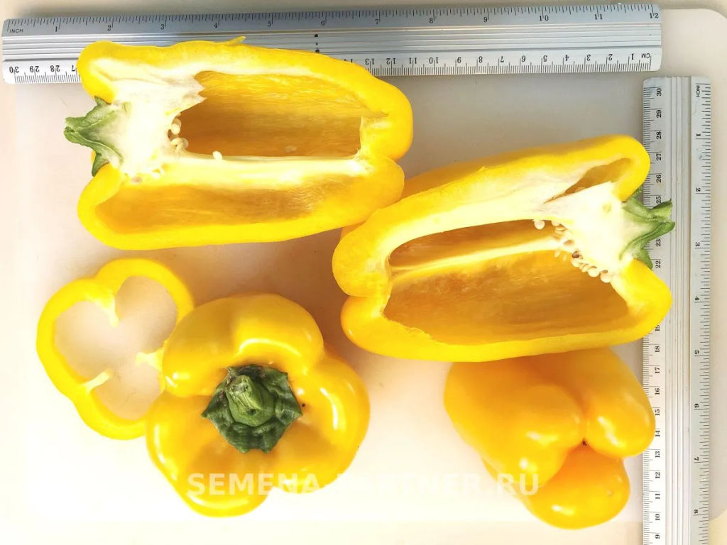 Перец сладкий Гороспел - Партнер фото 5