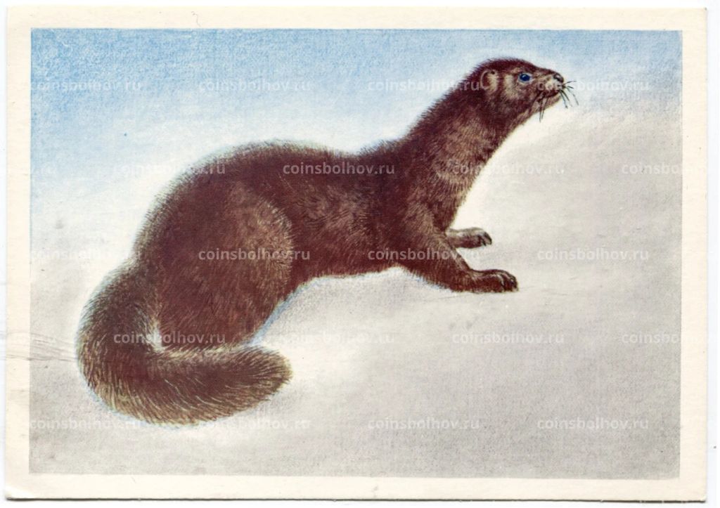 Открытка Норка темно-коричневая Художник В.Д.Колганов