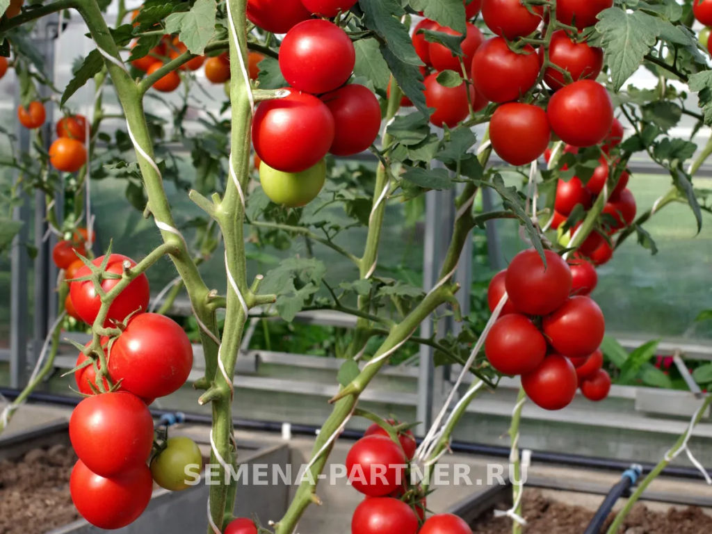 Томат Ахмар - Партнер фото 8