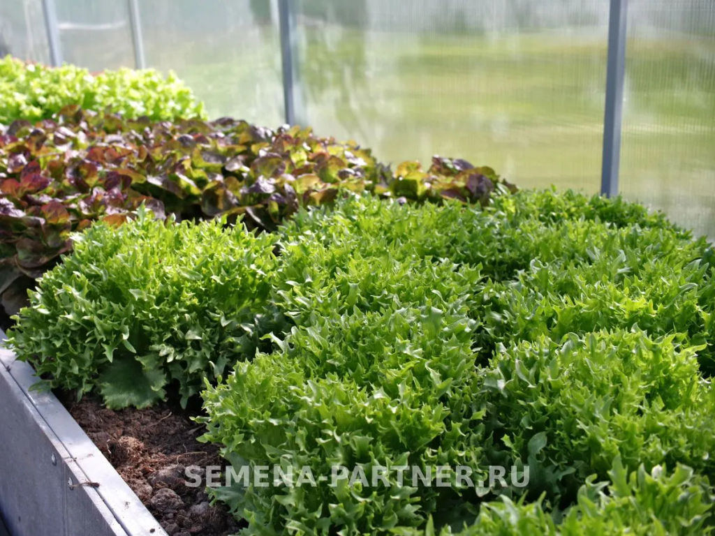 Салат листовой Фриллис - Партнер фото 4