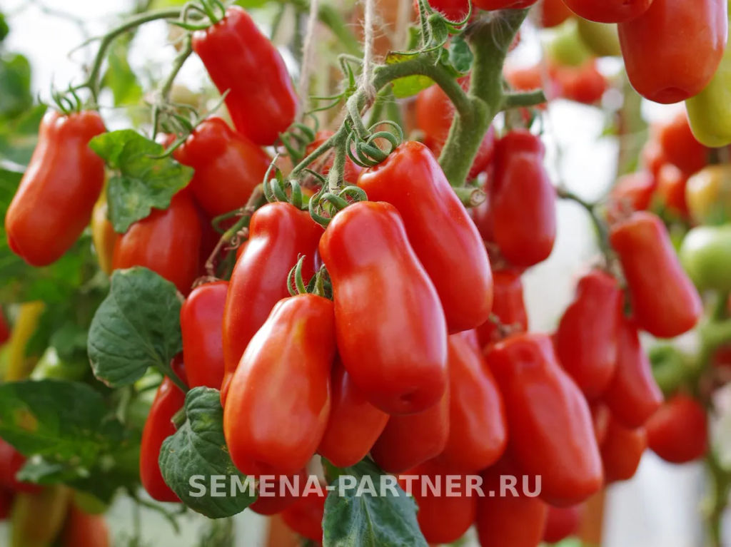 Томат Жиголо - Партнер фото 6