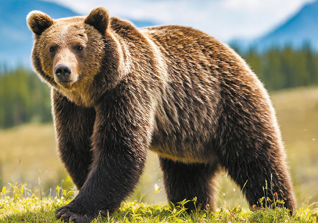ФРЕЯ Пазл 2000 элемент. PZL-2000/44 Медведь среди гор