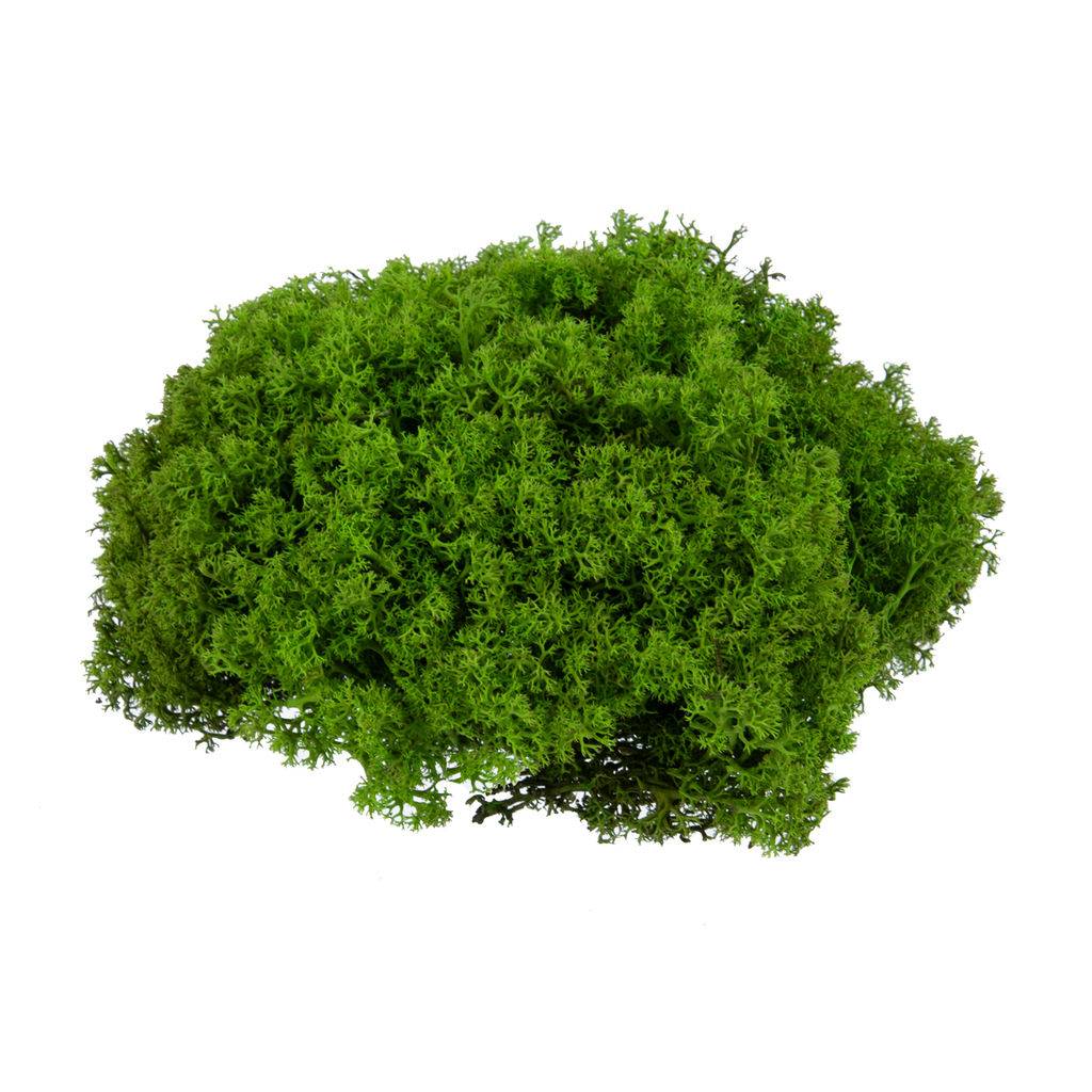 Blumentag BMSP-45 Мох королевский ягель стабилизированный окрашенный 45 г  5 г №01 салатовый  фото 4