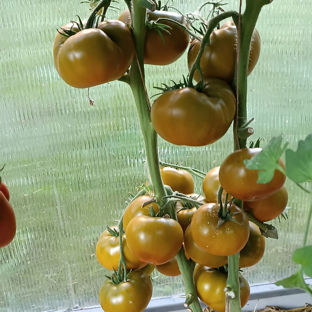 Томат ИРЛАНДСКИЙ ЛИКЁР F1 Высокая урожайность! Оригинальный цвет и вкус! - Уральский дачник фото 5