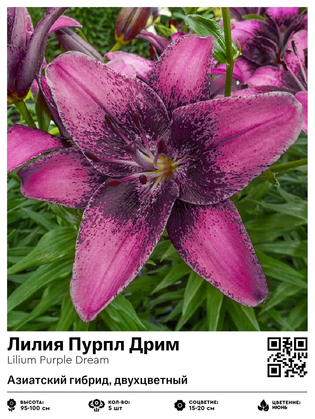 Лилия Purple Dream (Азиатский гибрид, двухцветный) - Голландские луковицы фото 2