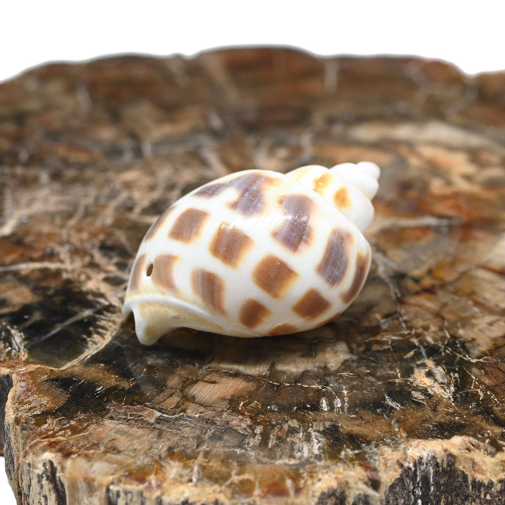 Ракушки природные "Пятнистая бабилония" 15*30мм, 3 ракушки Радуга камня