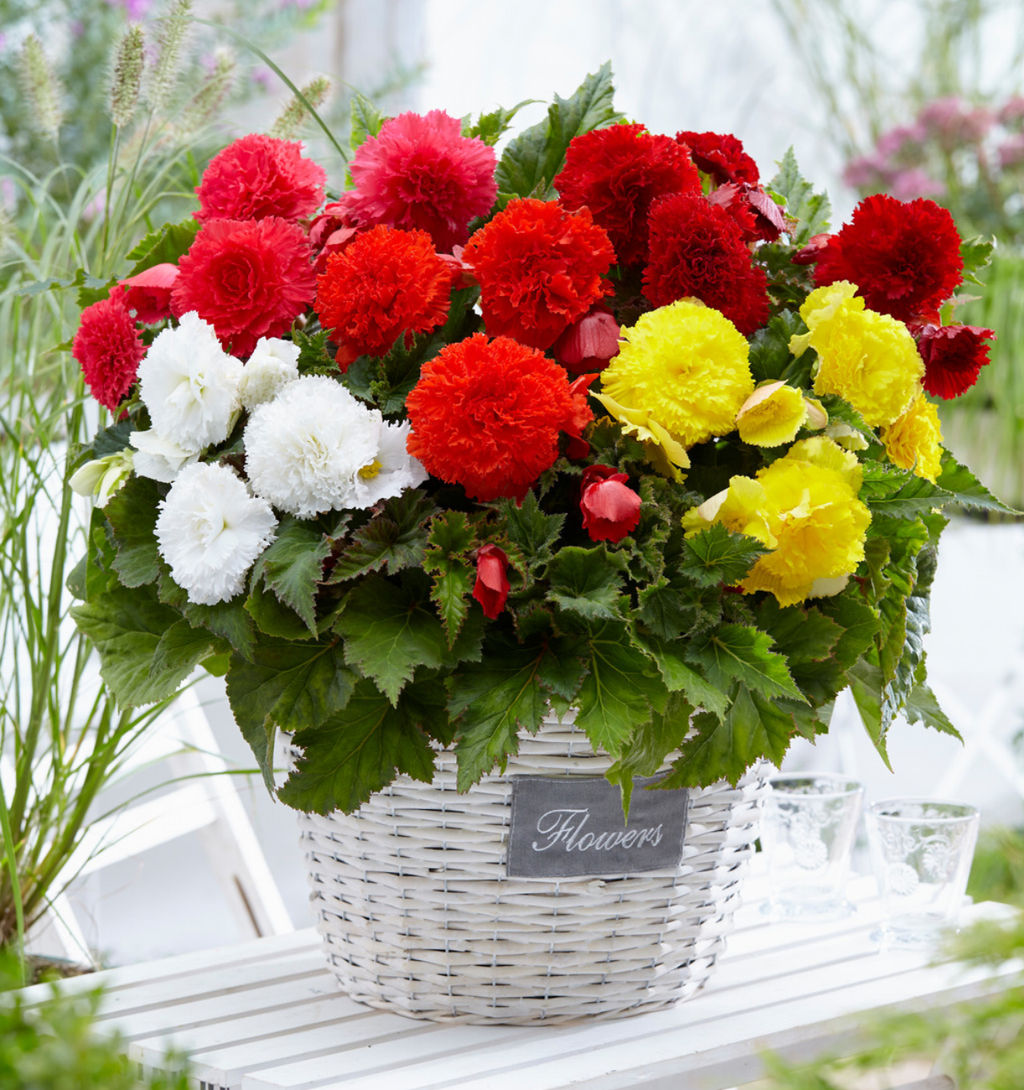 БЕГОНИЯ Бахромчатая Смесь Разбор 5/6 Кол-во упак., шт 3