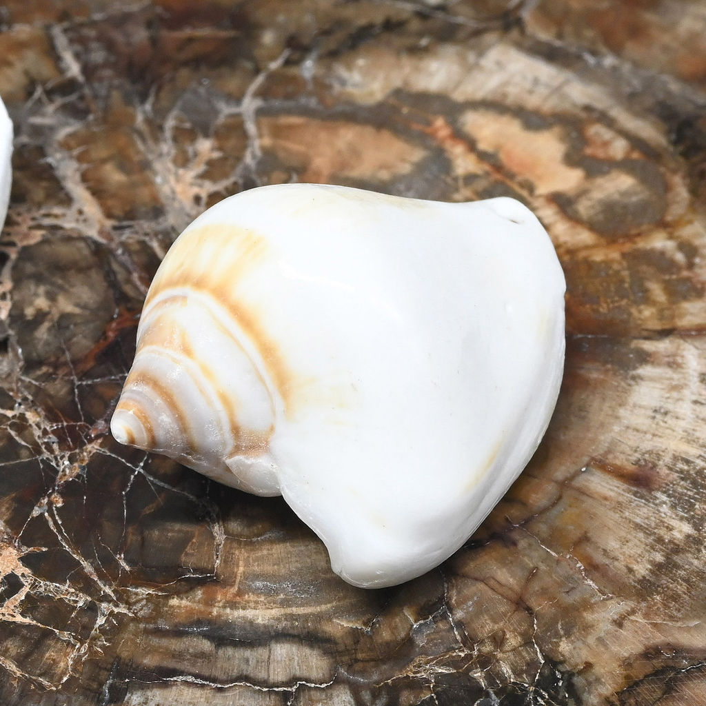 Ракушка морская в натуральном цвете 20*35мм Радуга камня