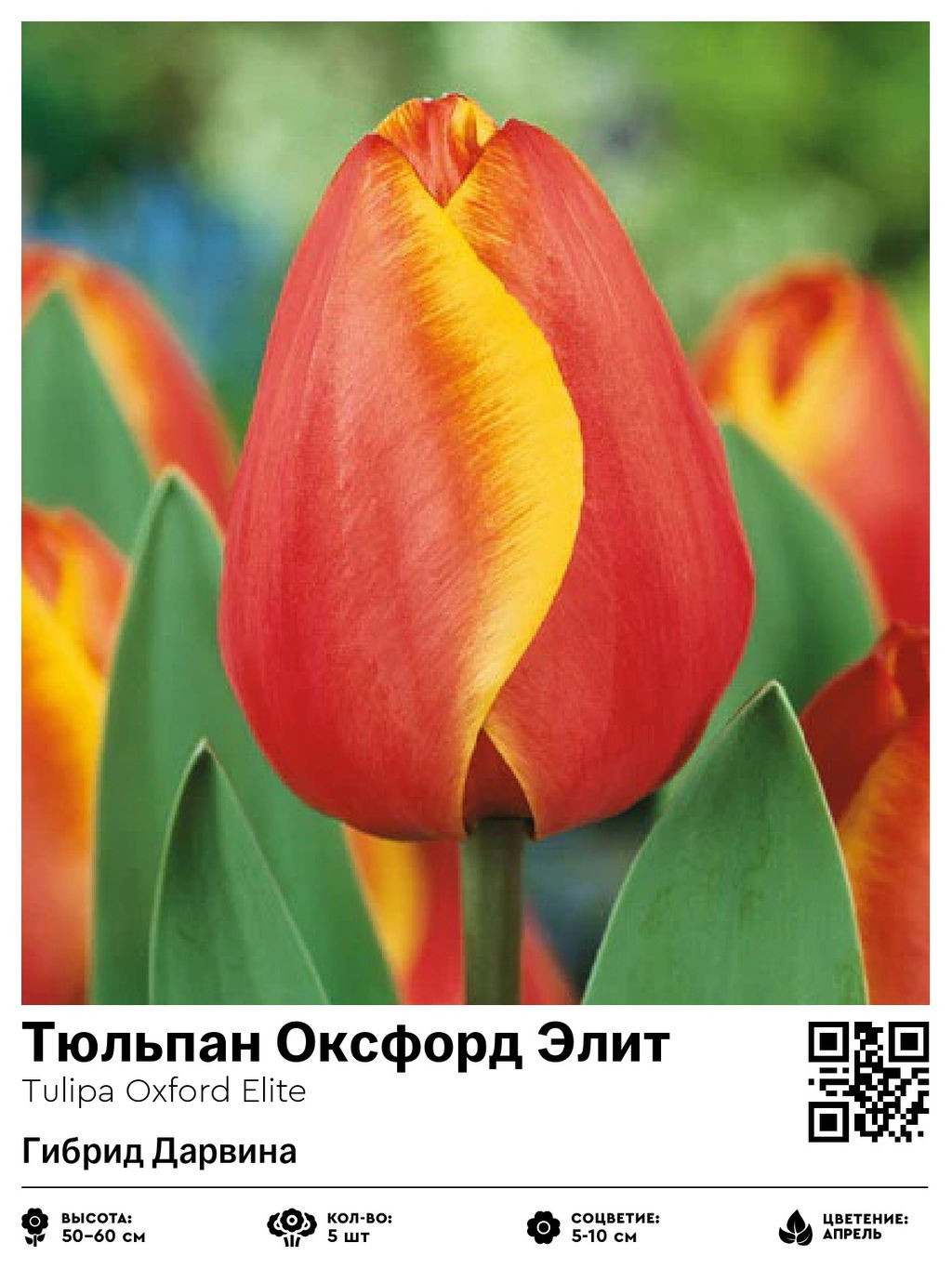 Тюльпан Oxford Elite (Гибрид Дарвина) - Голландские луковицы фото 3