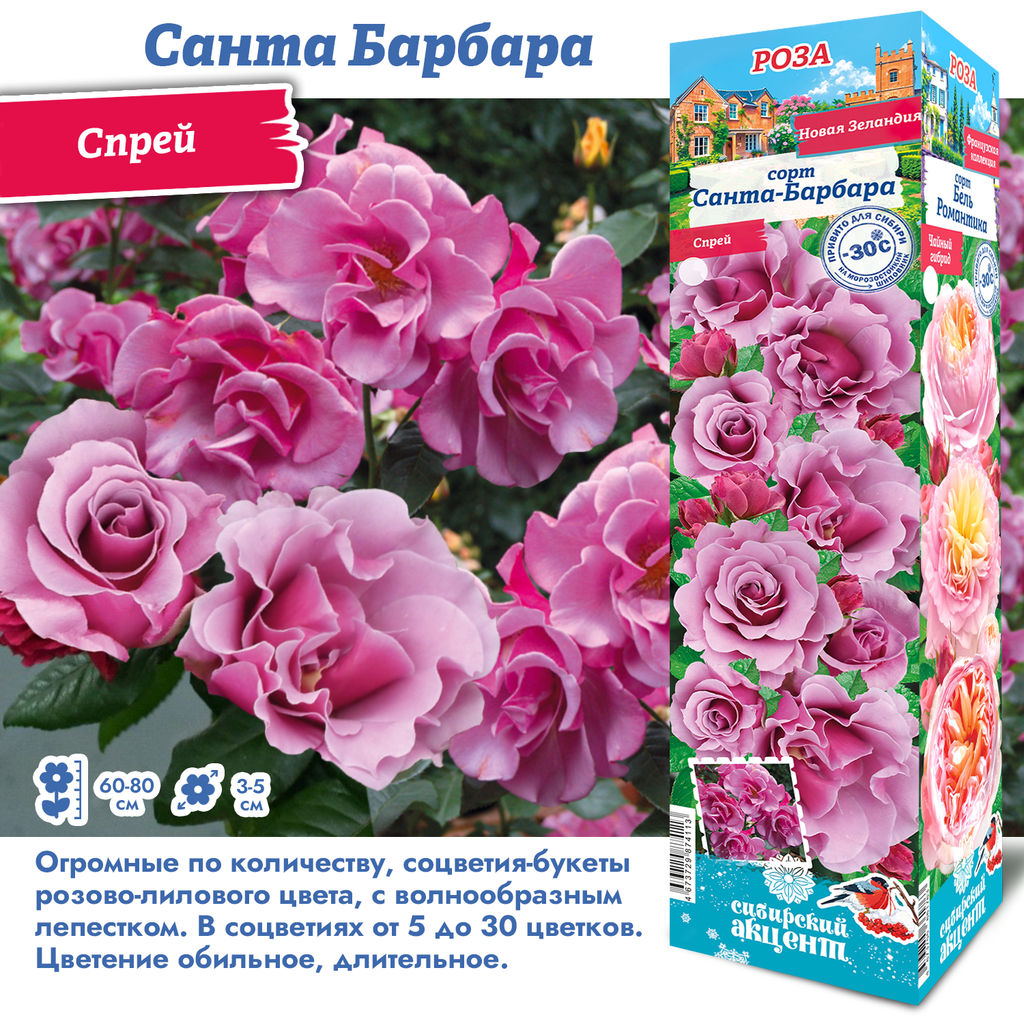 Роза Санта Барбара (Спрей) 1шт