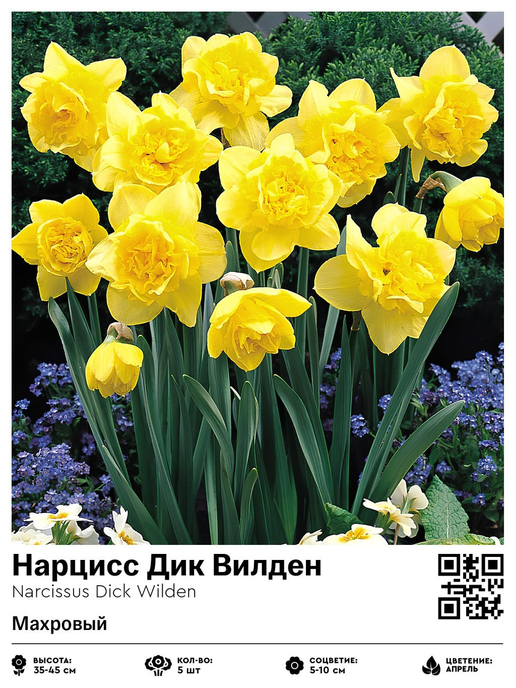 Нарцисс Dick Wilden (Махровый) - Голландские луковицы фото 2