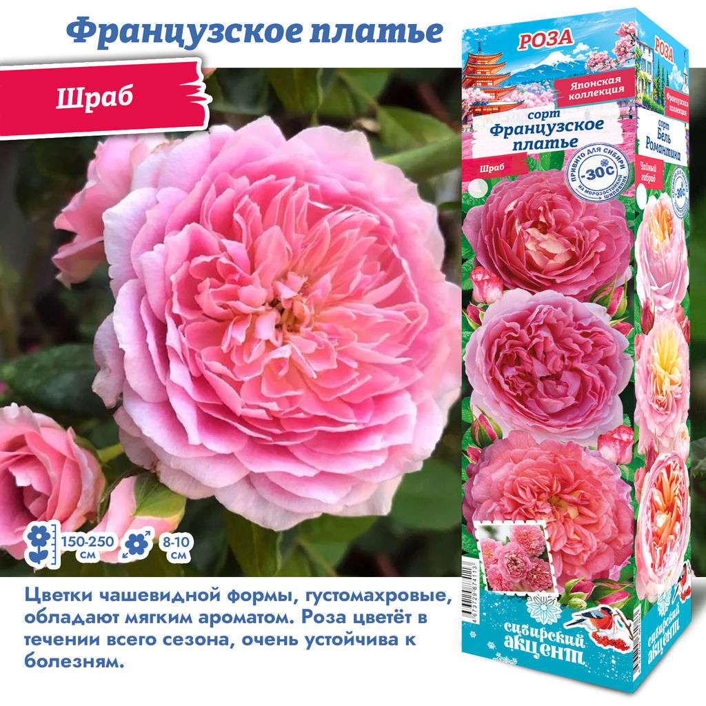 Роза Французское Платье (Плетистая) 1шт