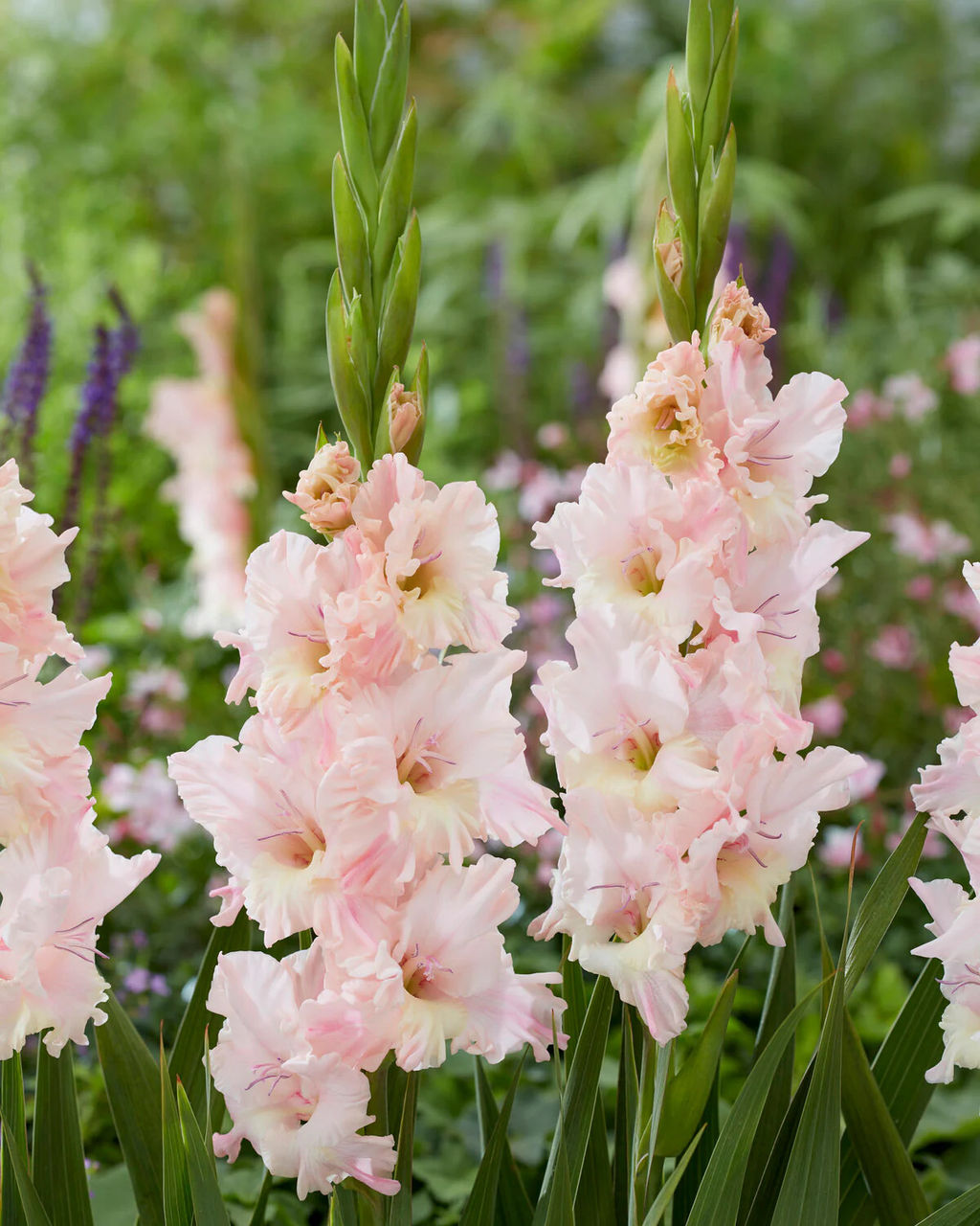 Гладиолус Pink Lightning / Trojka (Гофрированный) - Голландские луковицы фото 2