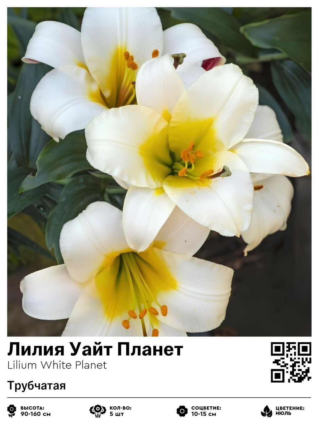 Лилия White Planet (Трубчатая) - Голландские луковицы фото 2