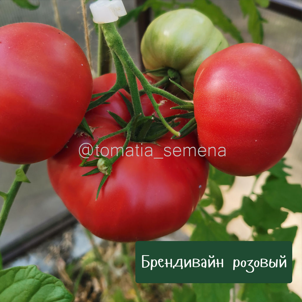 Брендивайн розовый - Tomatia фото 3