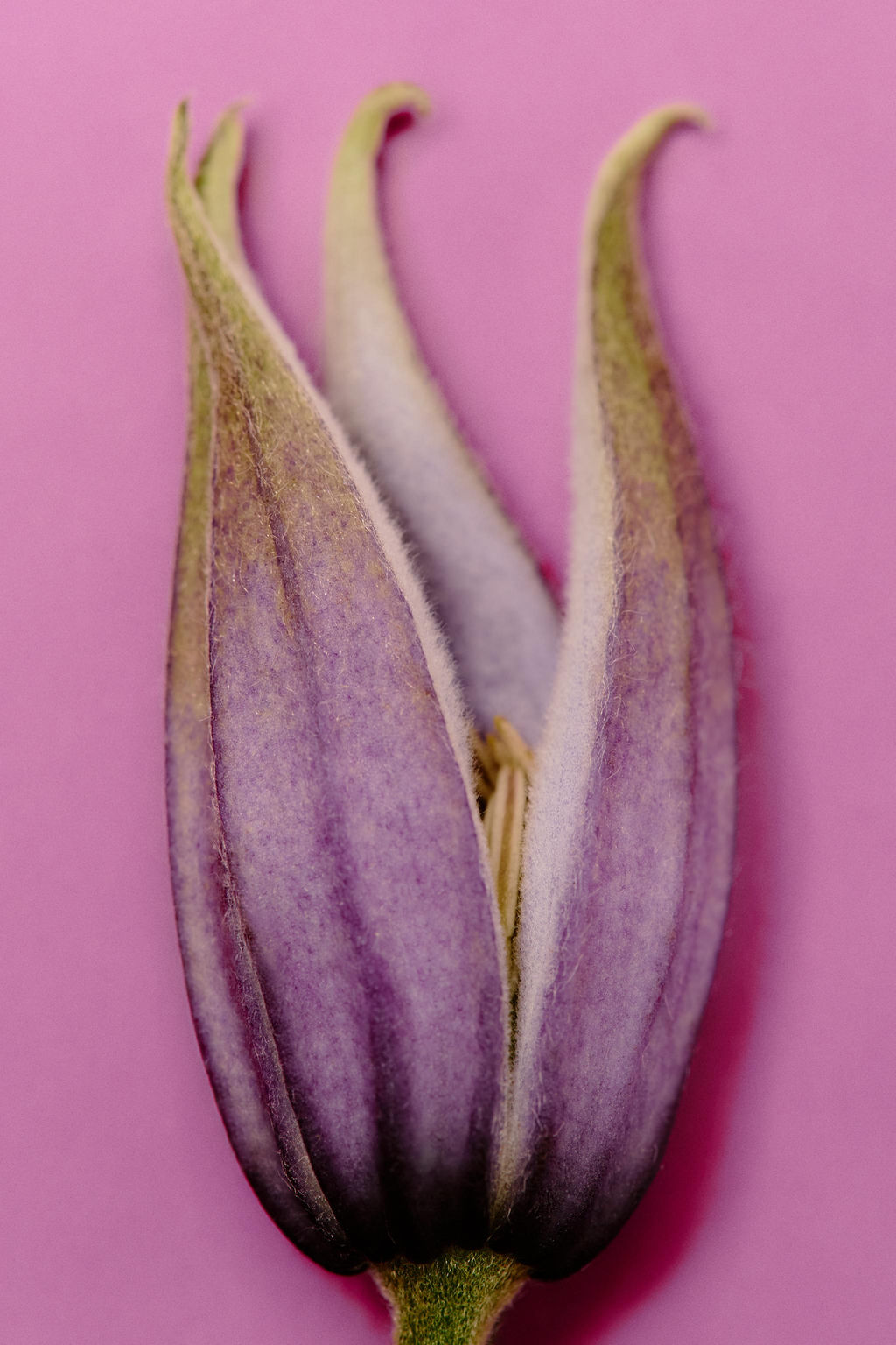 TWILIGHT MAUVE EDT 90 ML / 3.04 oz - Zara фото 6