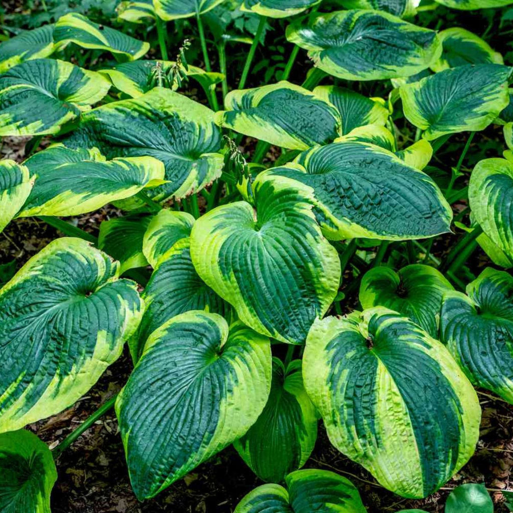 Хоста Frances Williams (Зибольда) - Голландские луковицы фото 3