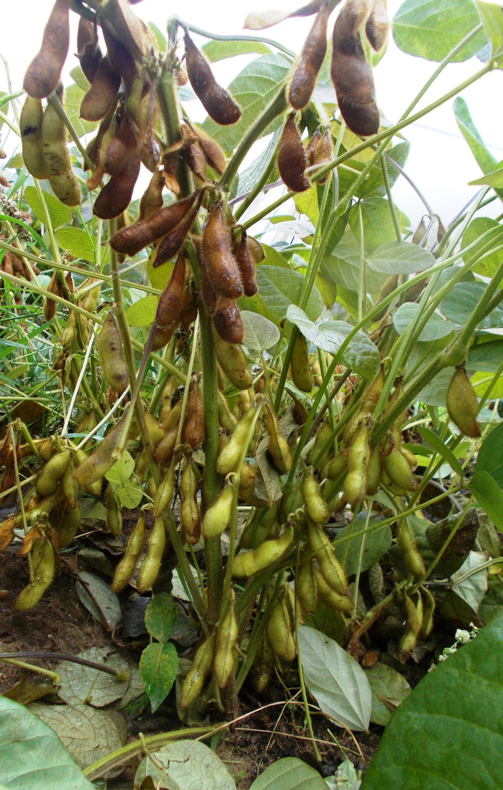 Зелёная Ультраскороспелая Овощная Соя - Эдамамэ