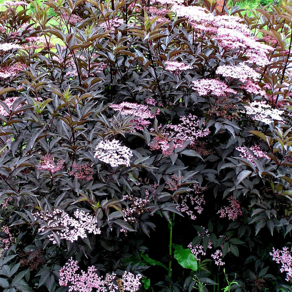 Бузина черная Блэк Бьюти - 7цветов фото 2