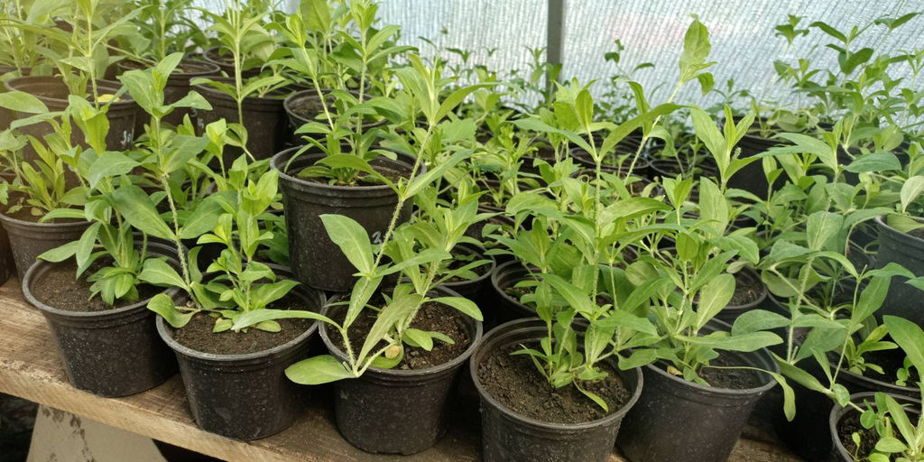 Лихнис Красный шар - 1000корней фото 2