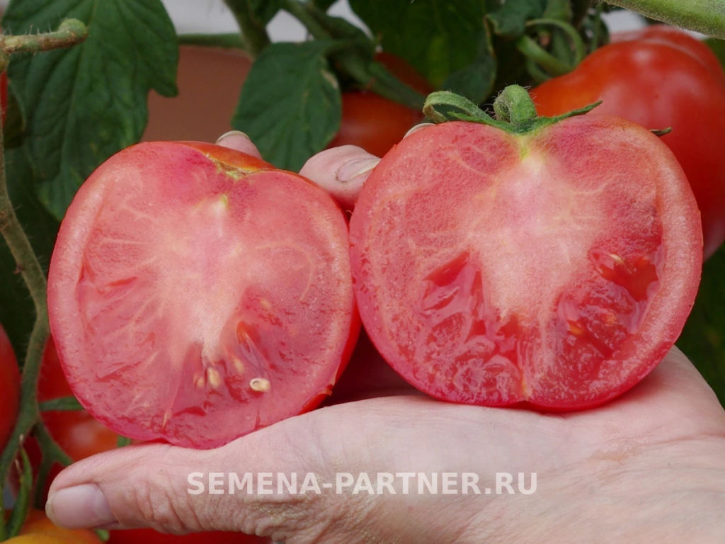 Томат Прекрасная Леди F1 - Партнер фото 4