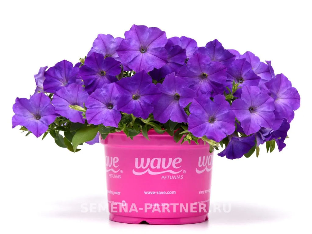 Петуния Изи Вэйв Лавендер Скай Блю каскадно-ампельная - Партнер фото 4