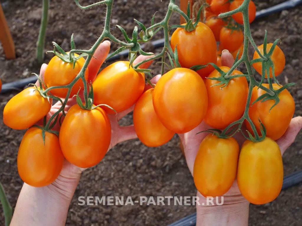 Томат Фараденза - Партнер фото 3