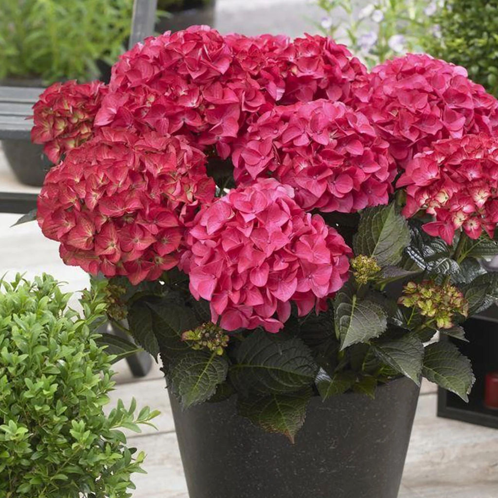 Гортензия крупнолистная Дарк Энджел - 7цветов фото 2