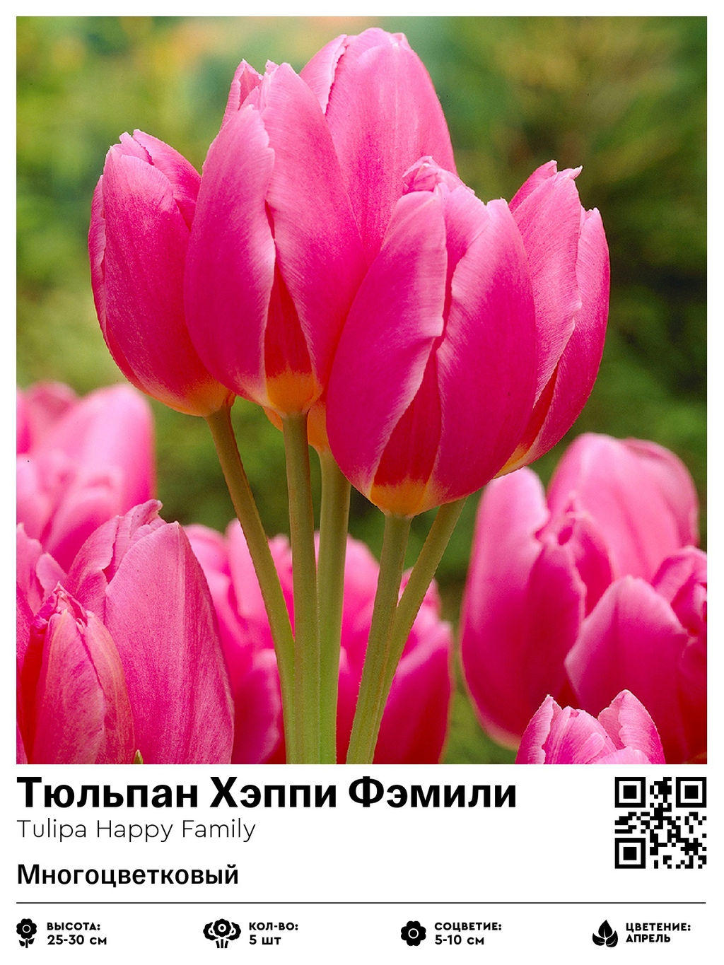 Тюльпан Happy Family (Многоцветковый) - Голландские луковицы фото 2
