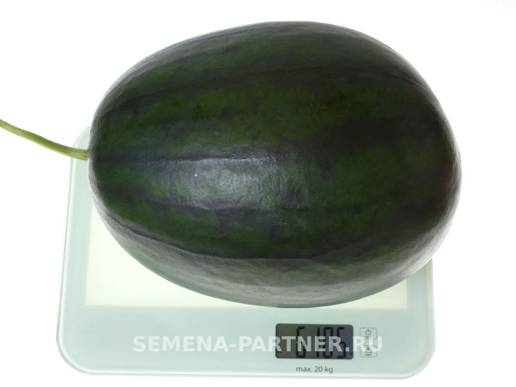 Арбуз Акмаль - Партнер фото 5