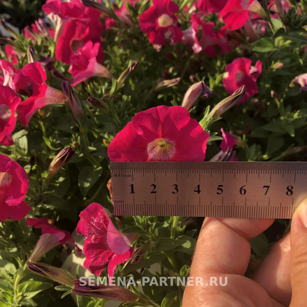 Петуния Амбре Розетта каскадная розовая - Партнер фото 6