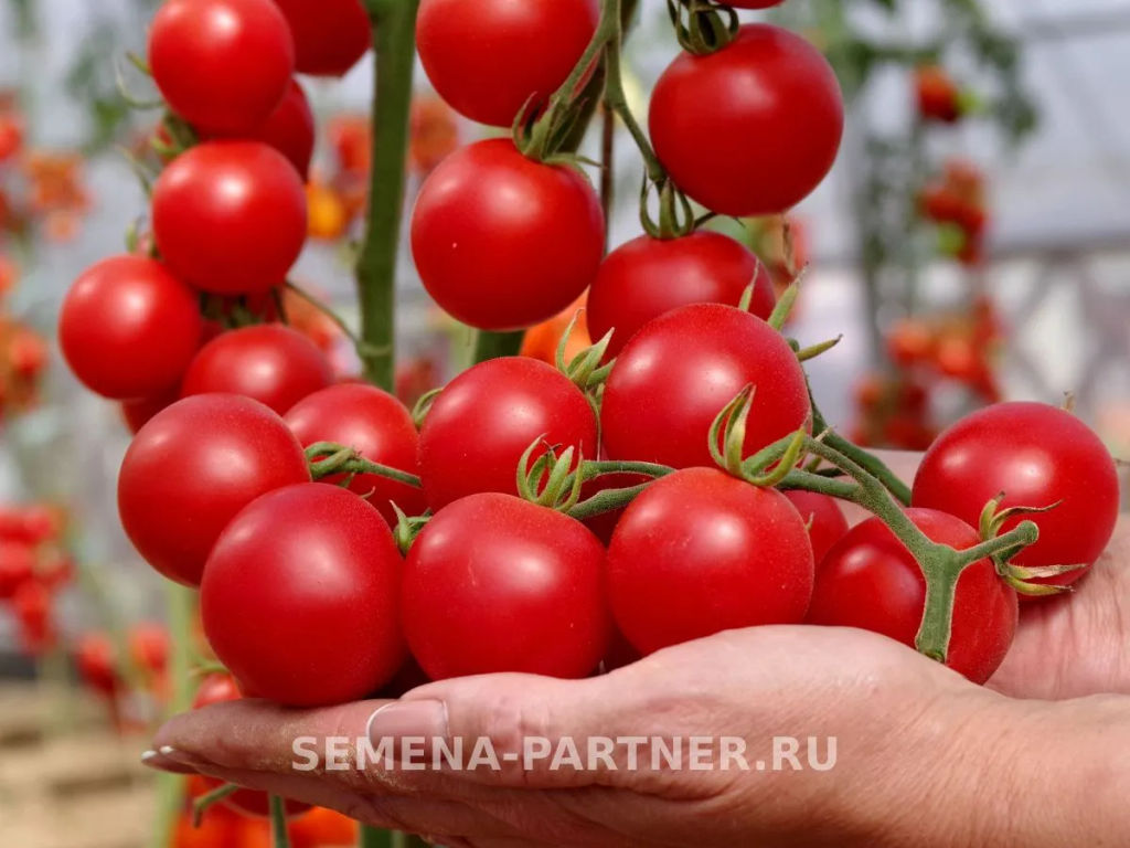 Томат Маргоша - Партнер фото 4