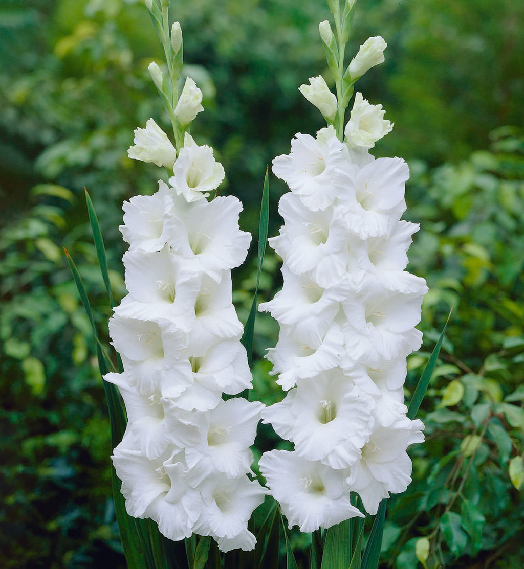 ГЛАДИОЛУС Амстердам Разбор 10/12 Кол-во упак., шт 10