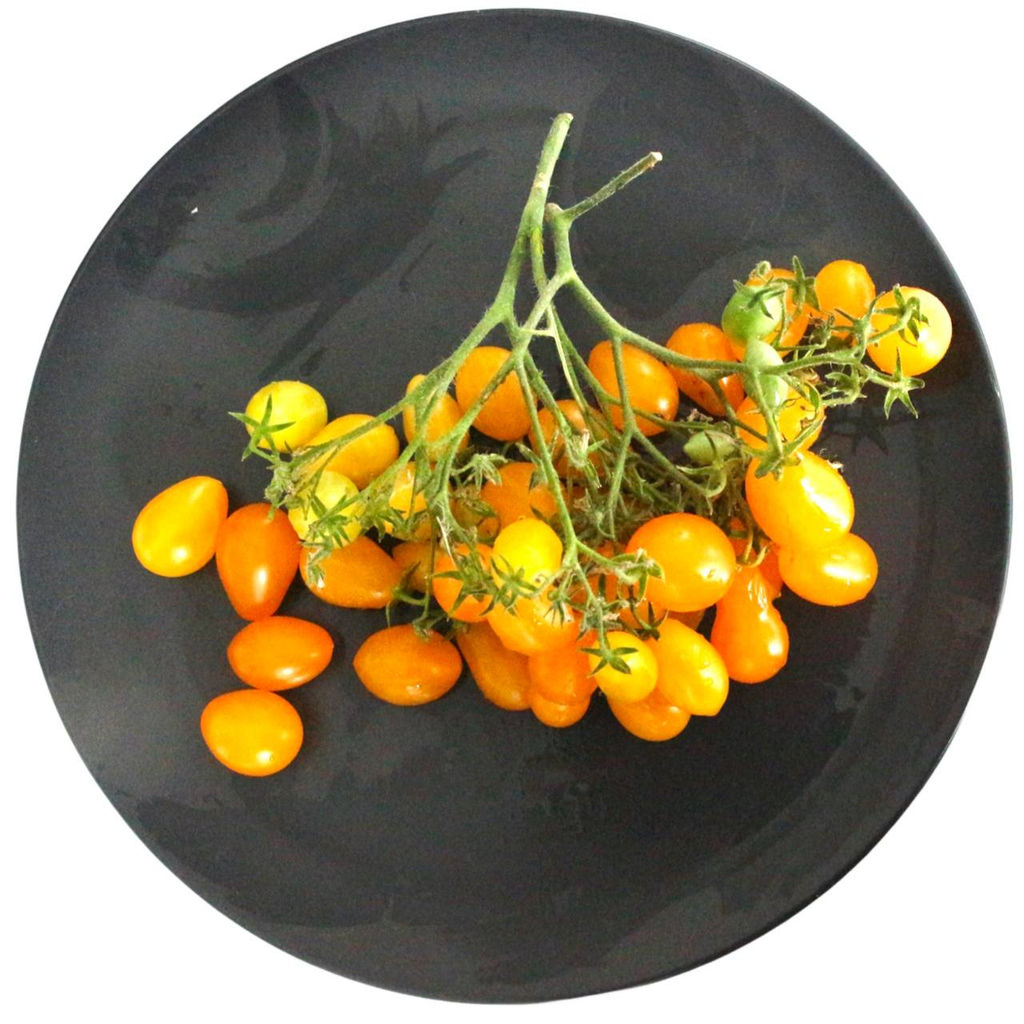 Доктор грин Фростед - Tomatia фото 219