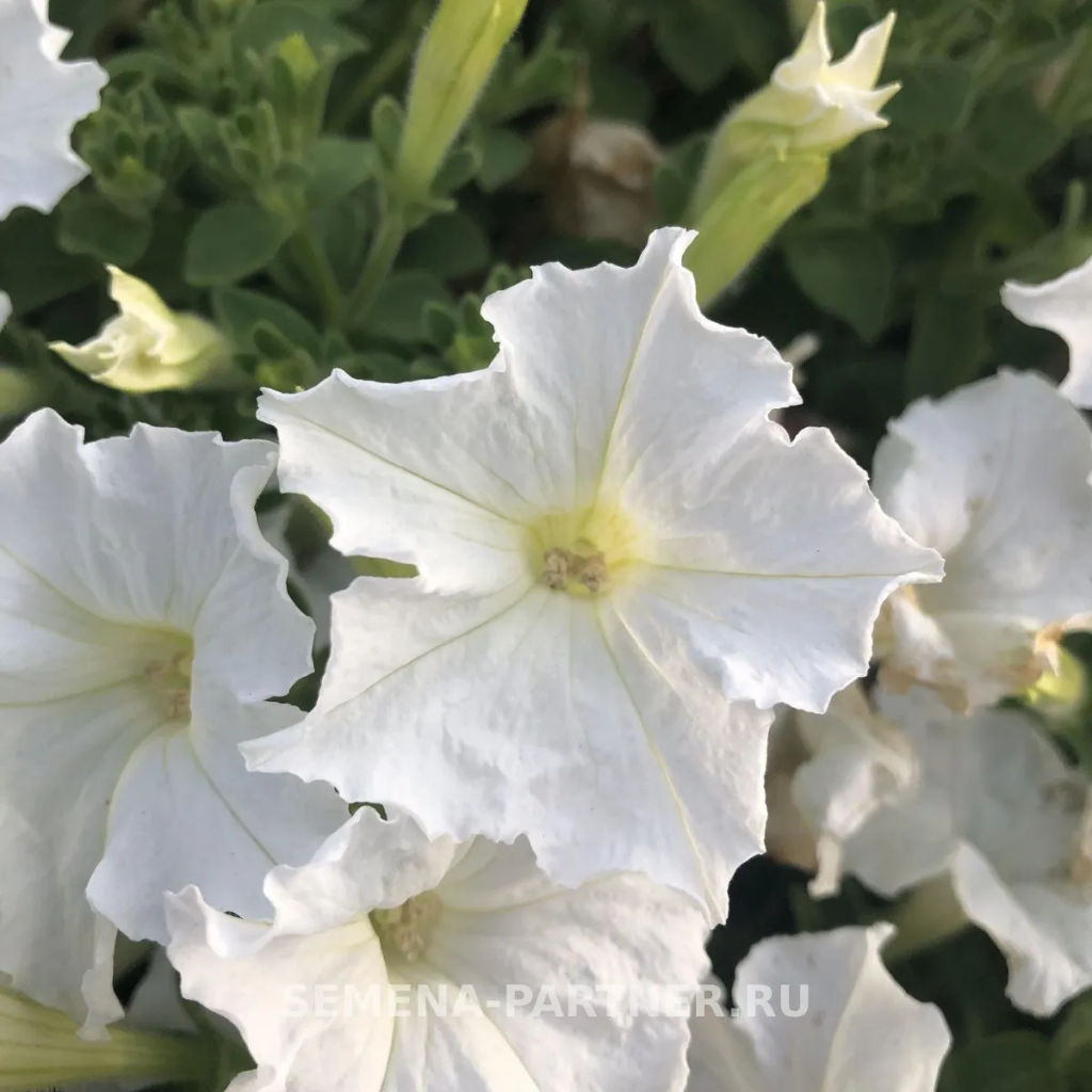 Петуния МиМи Лучиана каскадная белая - Партнер фото 5