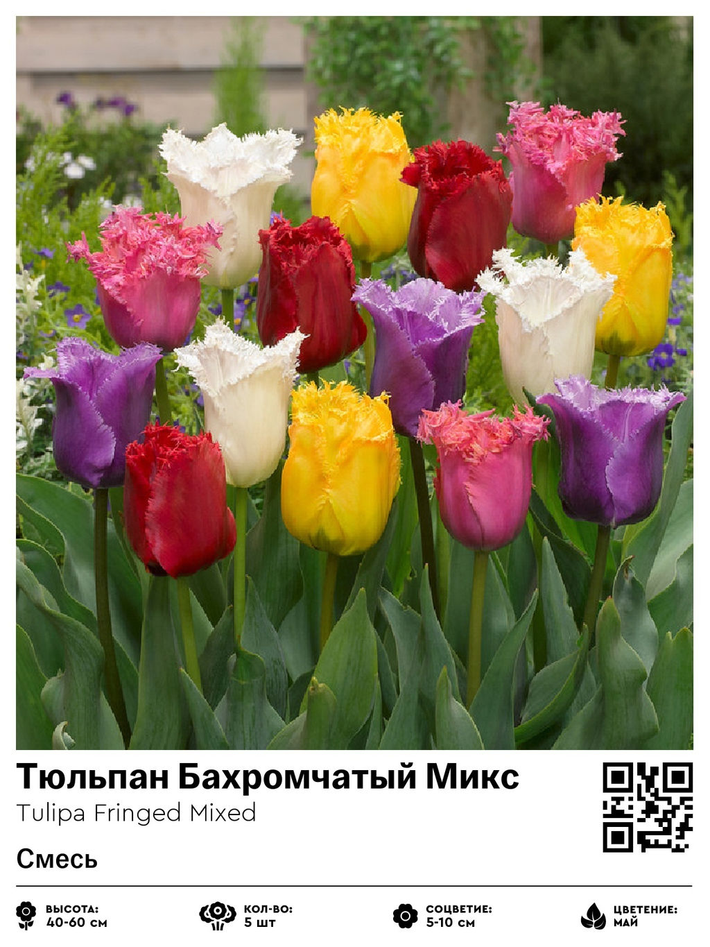 Тюльпан Fringed Mixed (Бахромчатый) - Голландские луковицы фото 2