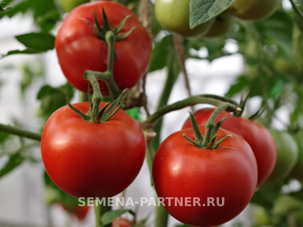 Томат Прекрасная Леди F1 - Партнер фото 5