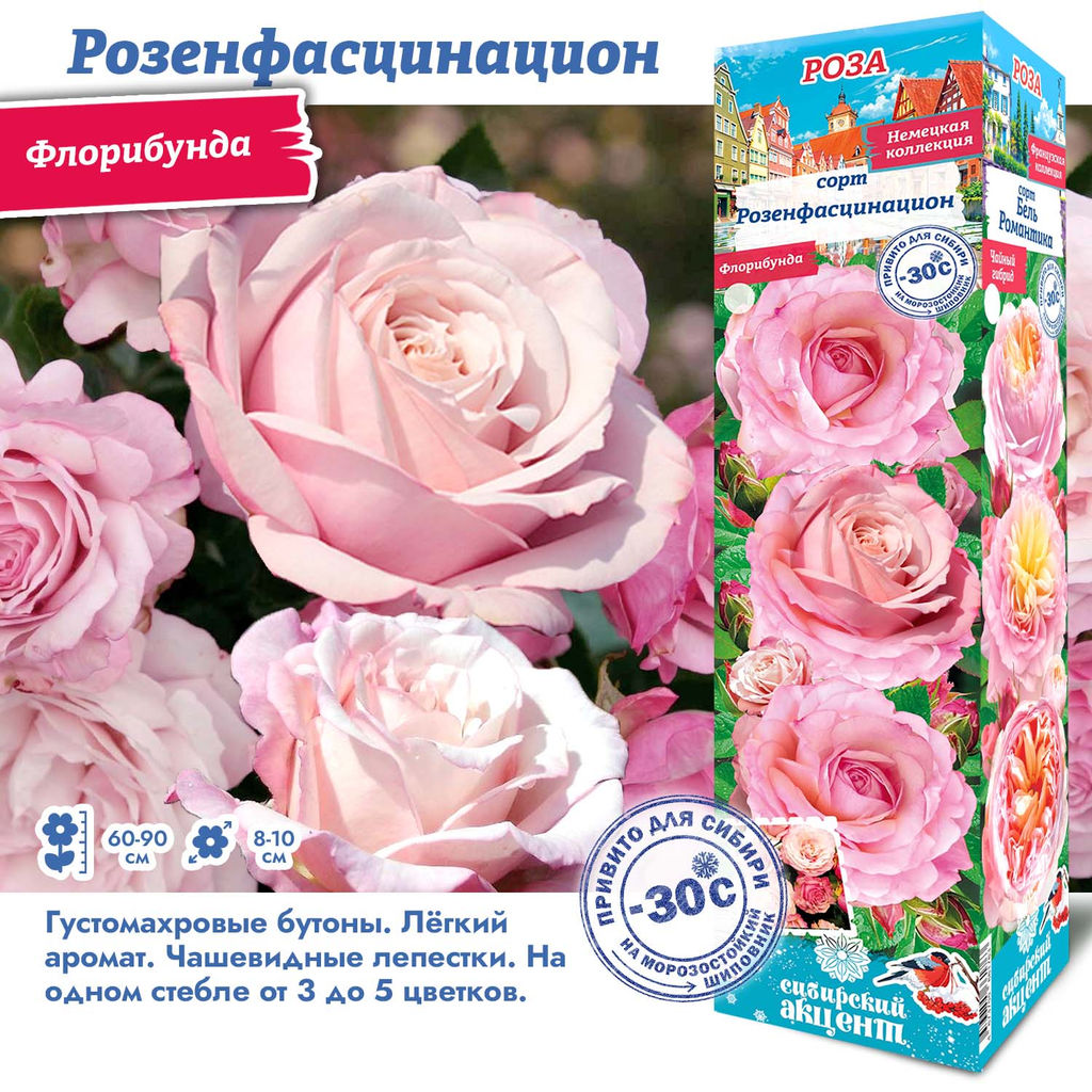 Роза Розенфасцинацион (Флорибунда) 1шт