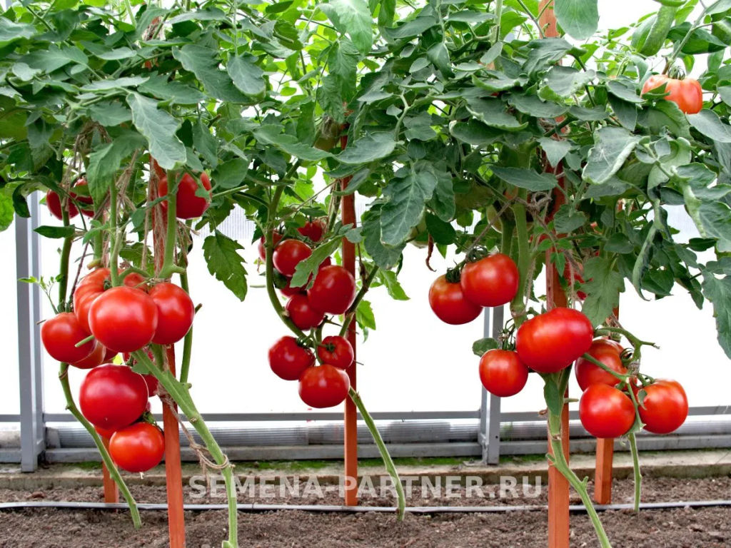 Томат Феодал - Партнер фото 3