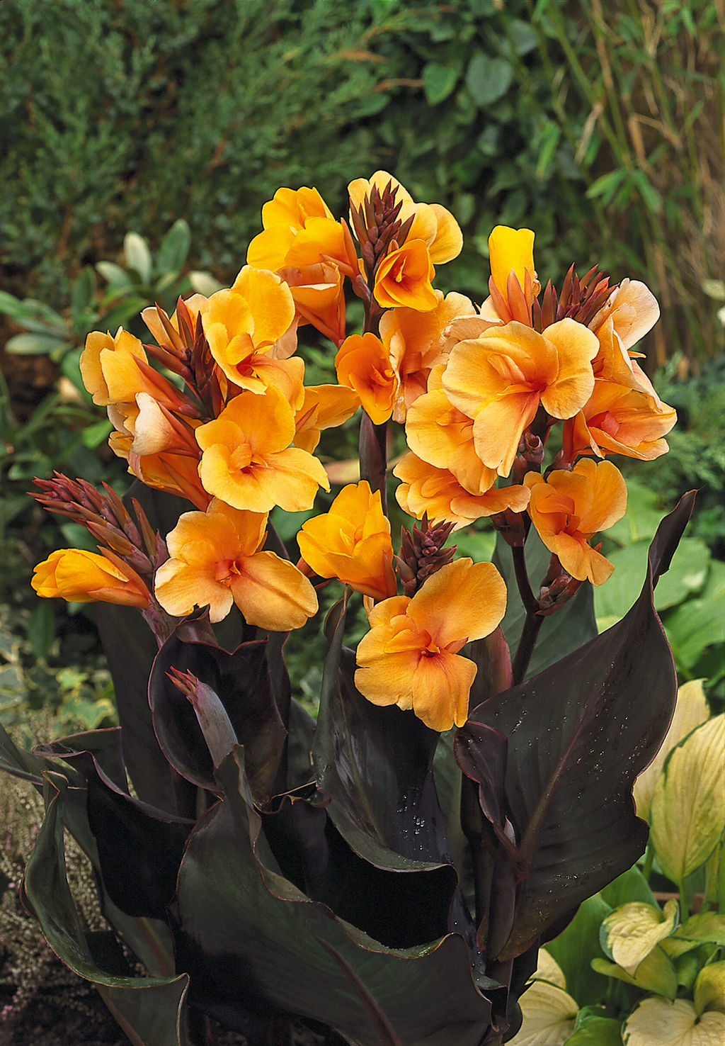 Канна Louis Cottin (Коричневолистная) - Голландские луковицы фото 3