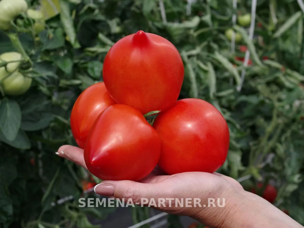 Томат Эйва - Партнер фото 2
