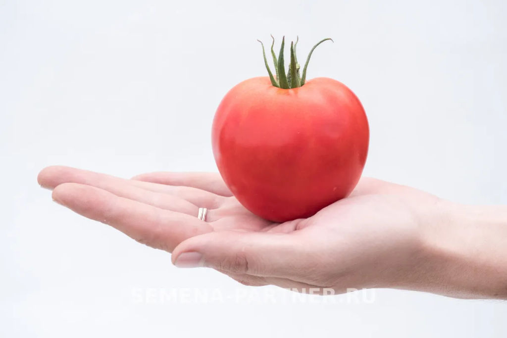 Томат Деметра - Партнер фото 2