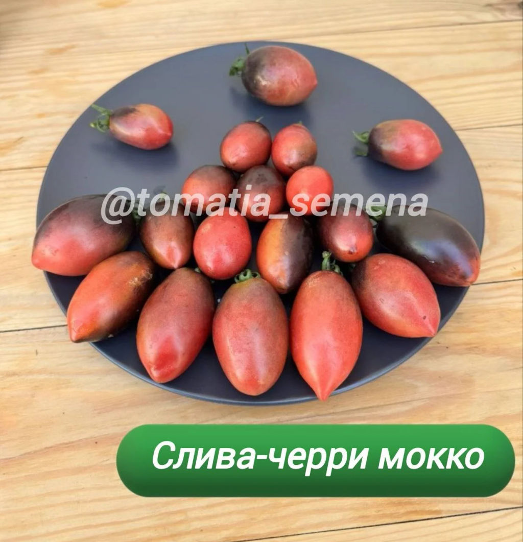 Гном Слива черри-мокко НОВИНКА 2025 года!