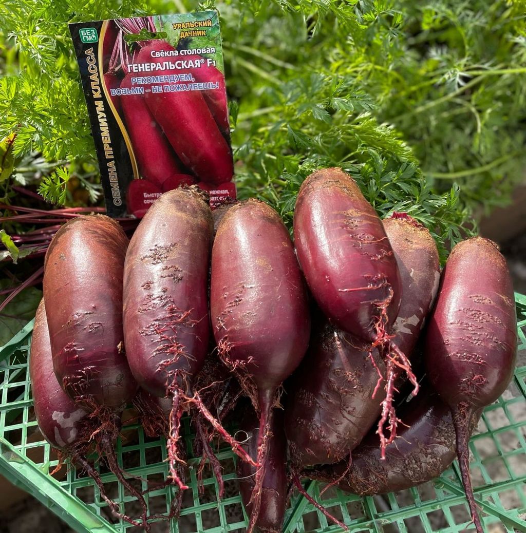 Свёкла ГЕНЕРАЛЬСКАЯ F1 - Уральский дачник фото 8