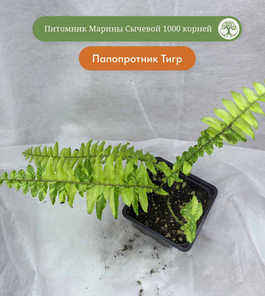 Папоротник Тигр