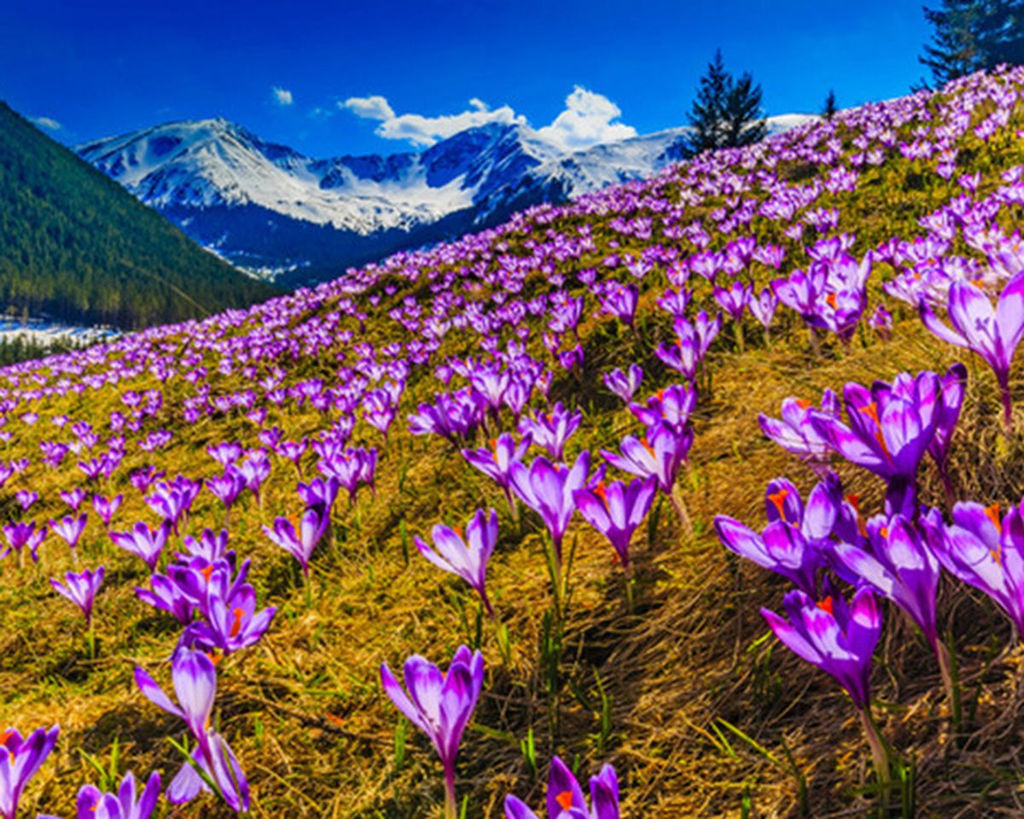 Алмазная мозаика на подрамнике 40х50